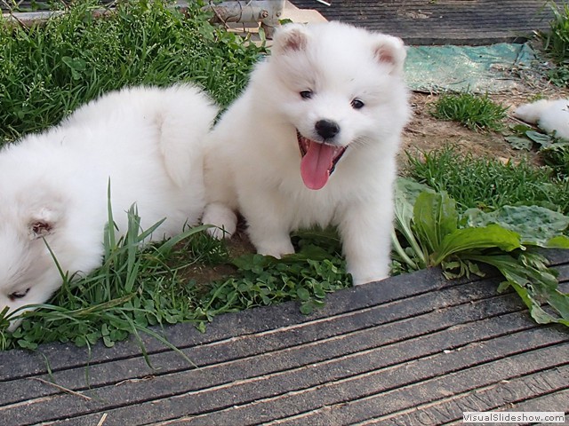 pups-11