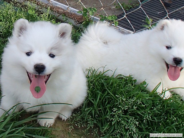 pups-12