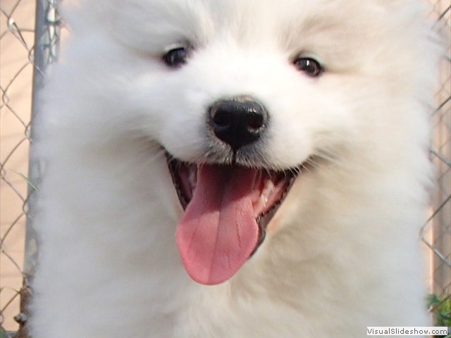 pups-13