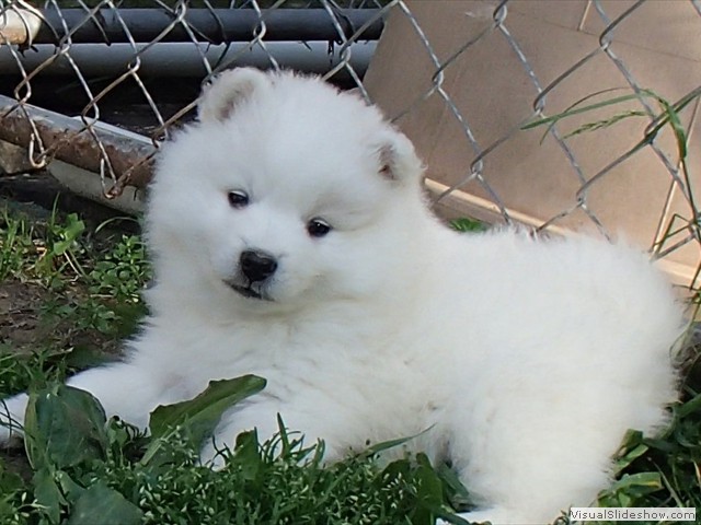 pups-14