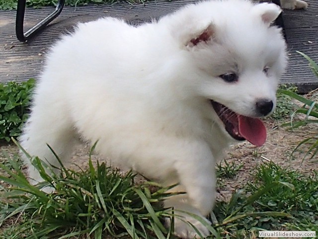 pups-15