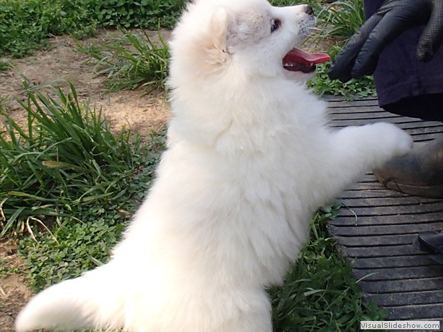 pups-16