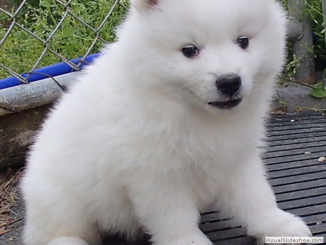 pups-17