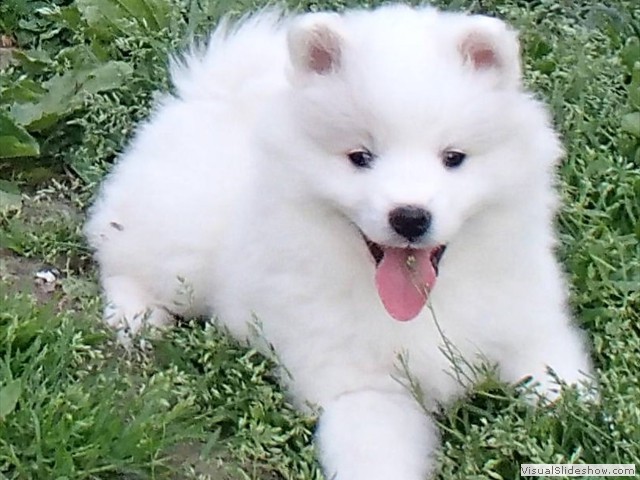 pups-18