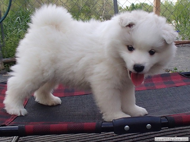 pups-19