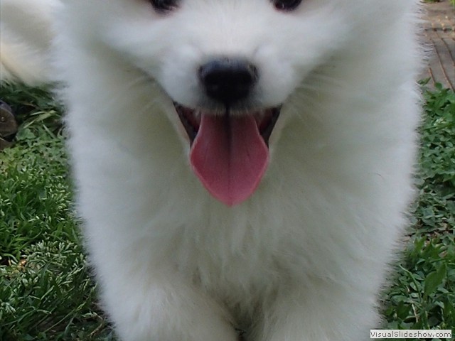 pups-2