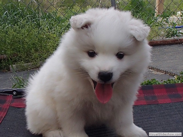 pups-20
