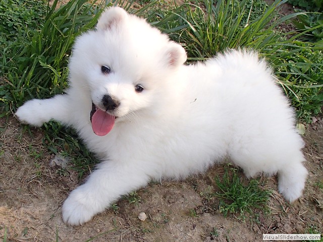 pups-21
