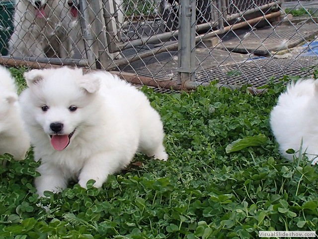 pups-22