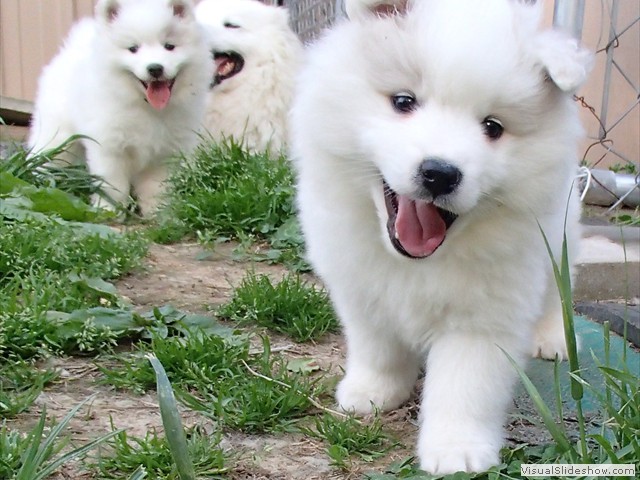 pups-23
