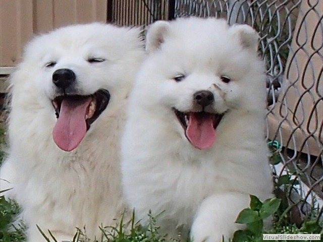pups-24
