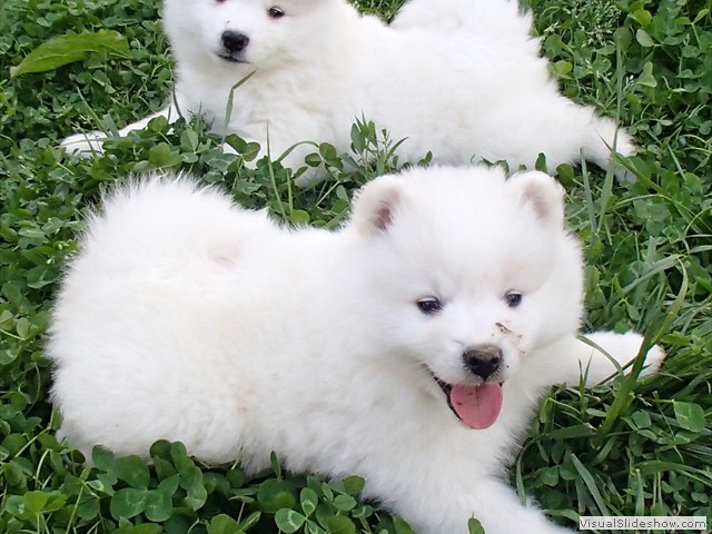 pups-25