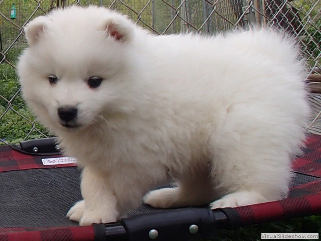 pups-3