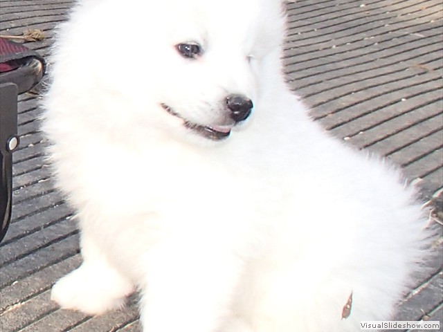 pups-4