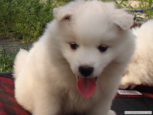 pups-5