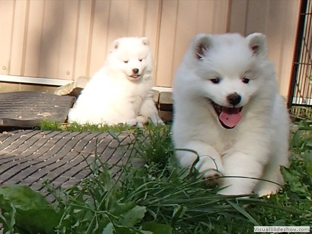 pups-6