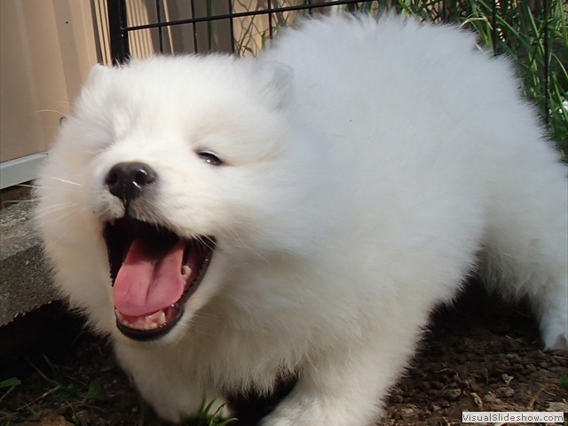 pups-8