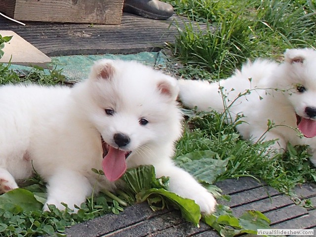 pups-9