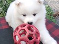 pups-1