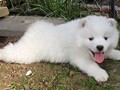 pups-10
