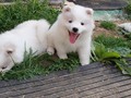 pups-11