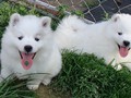 pups-12