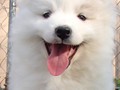 pups-13