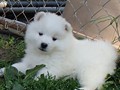 pups-14