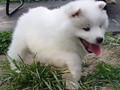 pups-15
