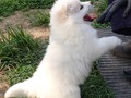 pups-16