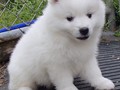 pups-17