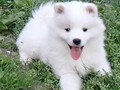 pups-18