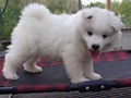 pups-19