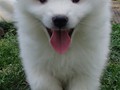 pups-2