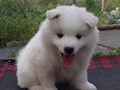 pups-20