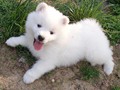 pups-21