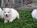 pups-22