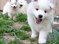 pups-23