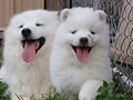 pups-24