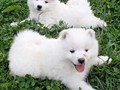 pups-25