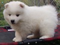 pups-3