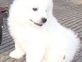 pups-4