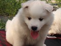 pups-5