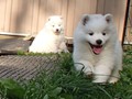 pups-6