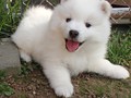 pups-7
