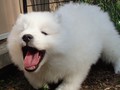 pups-8
