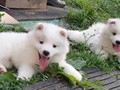 pups-9