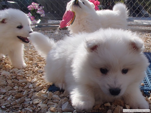 pups-2