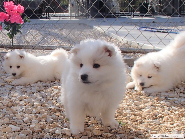 pups-3