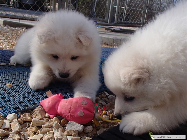 pups-4